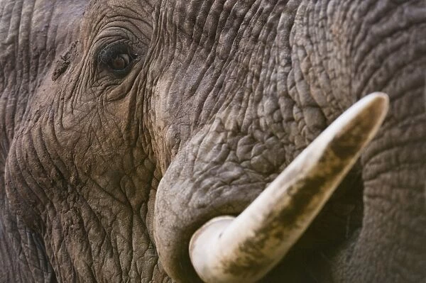 Close up portrait of an African elephant (Loxodonta africana), Tsavo, Kenya, East Africa