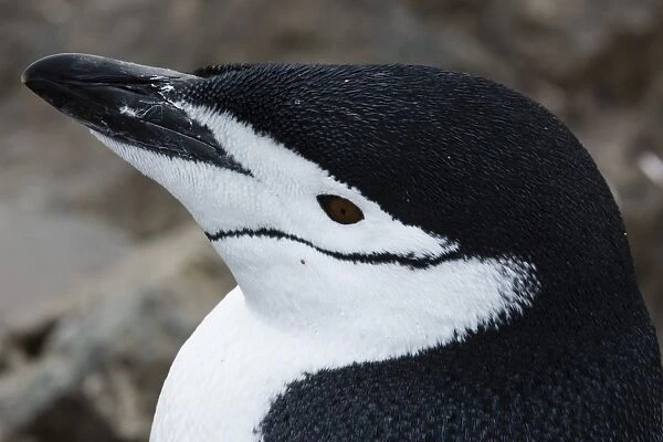 Close up portrait of a chinstrap penguin (Pygoscelis antarcticus), Half Moon Island