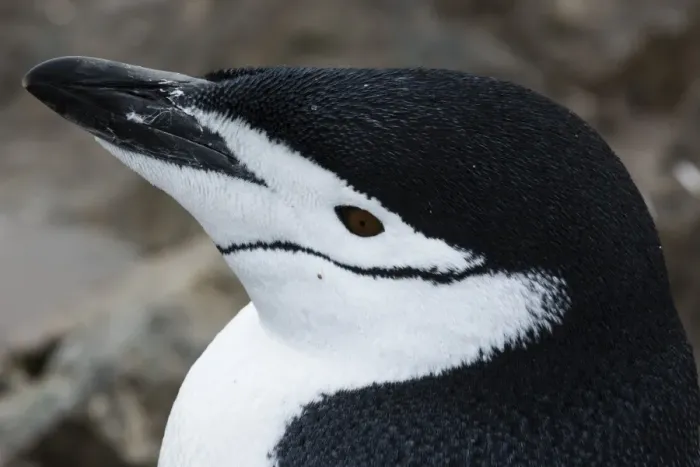 Framed Print : Close up portrait of a chinstrap penguin (Pygoscelis antarcticus), Half Moon Island Framed Print : Close up portrait of a chinstrap penguin (Pygoscelis antarcticus), Half Moon Island