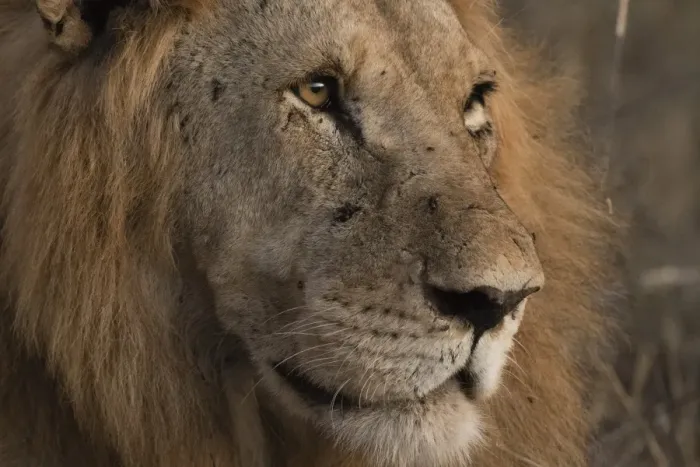 Framed Print : Close up portrait of a lion (Panthera leo), Tsavo, Kenya, East Africa, Africa