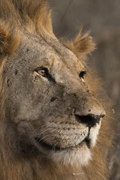 Close up portrait of a lion (Panthera leo), Tsavo, Kenya, East Africa, Africa