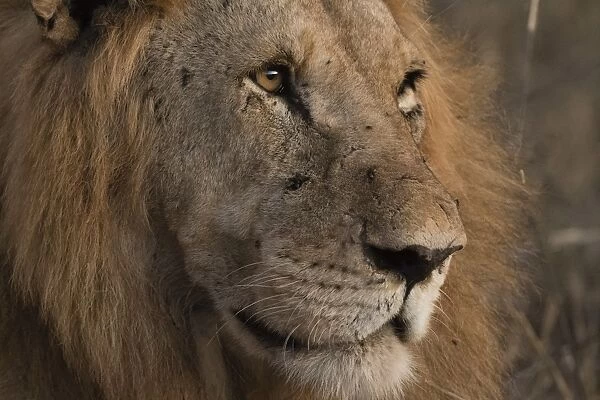 Close up portrait of a lion (Panthera leo), Tsavo, Kenya, East Africa, Africa