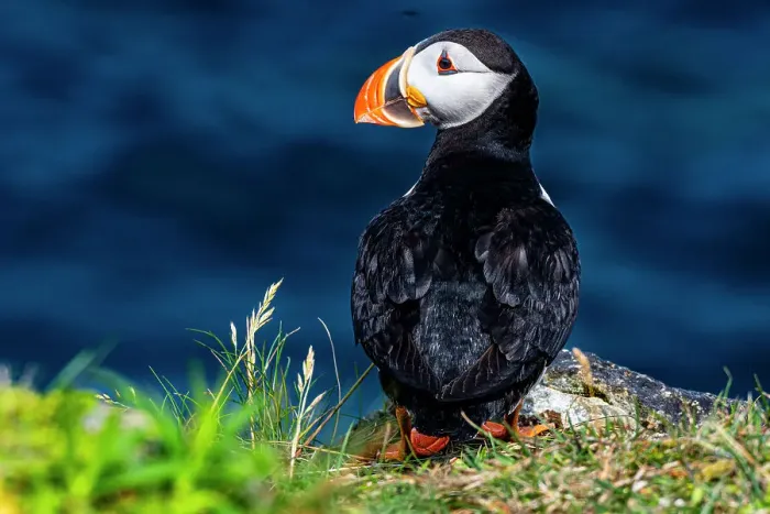 Framed Print : Close up of a Puffin, Puffin bird viewing site in Elliston, Bonavista Peninsula, Newfoundland, Canada, North America Framed Print : Close up of a Puffin, Puffin bird viewing site in Elliston, Bonavista Peninsula, Newfoundland, Canada, North America