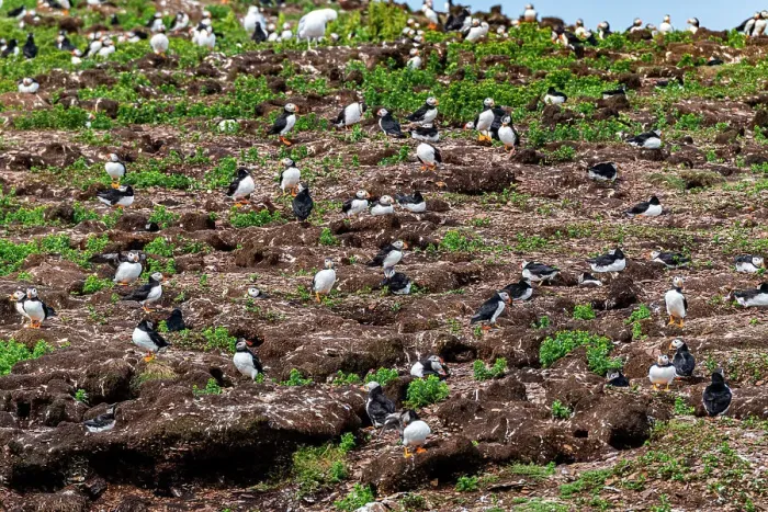Framed Print : Close up of Puffins, Puffin bird viewing site in Elliston, Bonavista Peninsula, Newfoundland, Canada, North America Framed Print : Close up of Puffins, Puffin bird viewing site in Elliston, Bonavista Peninsula, Newfoundland, Canada, North America