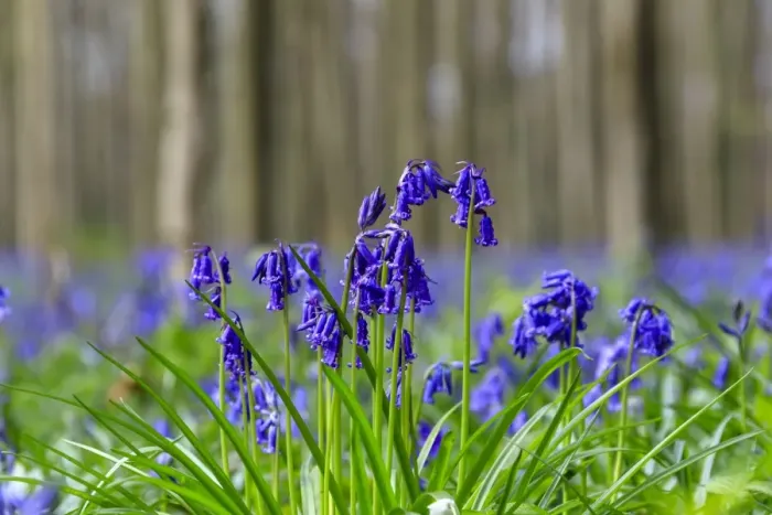 Framed Print : Close up of purple bluebells in bloom in the green grass of the Hallerbos forest Framed Print : Close up of purple bluebells in bloom in the green grass of the Hallerbos forest