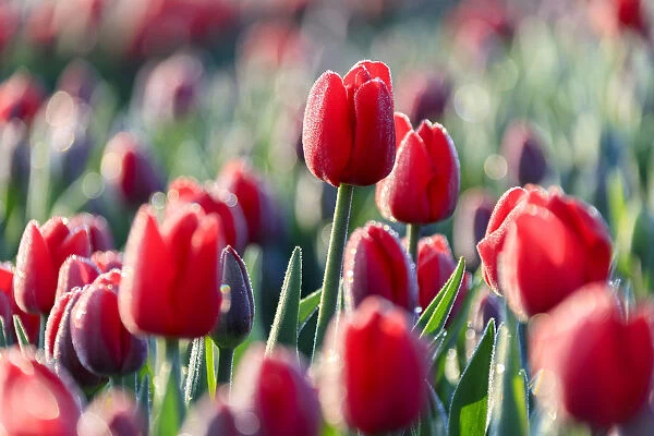 Close up of red tulips in bloom in the countryside of Berkmeer, municipality of Koggenland