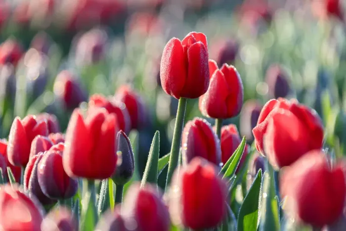 Framed Print : Close up of red tulips in bloom in the countryside of Berkmeer, municipality of Koggenland Framed Print : Close up of red tulips in bloom in the countryside of Berkmeer, municipality of Koggenland