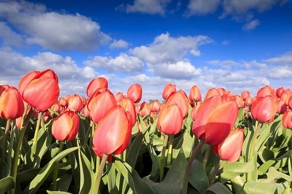 Close up of red tulips during spring bloom in the fields of Oude-Tonge, Goeree-Overflakkee