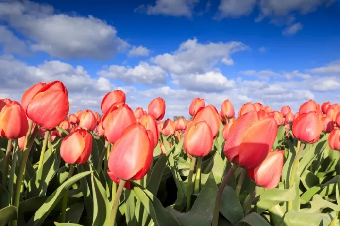 Framed Print : Close up of red tulips during spring bloom in the fields of Oude-Tonge, Goeree-Overflakkee Framed Print : Close up of red tulips during spring bloom in the fields of Oude-Tonge, Goeree-Overflakkee