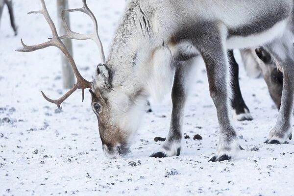 Close up of a reindeer, Abisko, Kiruna Municipality, Norrbotten County, Lapland, Sweden