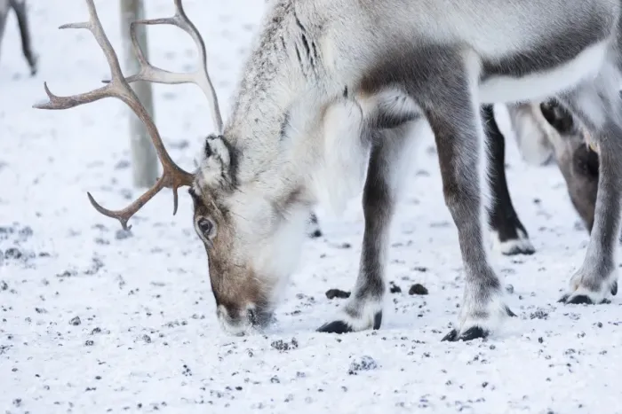 Framed Print : Close up of a reindeer, Abisko, Kiruna Municipality, Norrbotten County, Lapland, Sweden Framed Print : Close up of a reindeer, Abisko, Kiruna Municipality, Norrbotten County, Lapland, Sweden