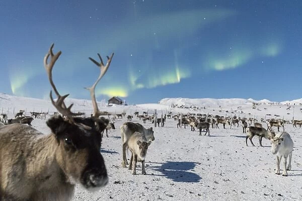 Close up of a reindeer under the Northern Lights (Aurora Borealis), Abisko, Kiruna Municipality