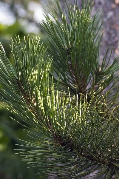 Close up of Scots Pine leaves or needles, Pinus sylvestris