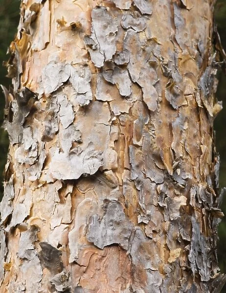 Close up of Scots Pine trunk, Pinus sylvestris