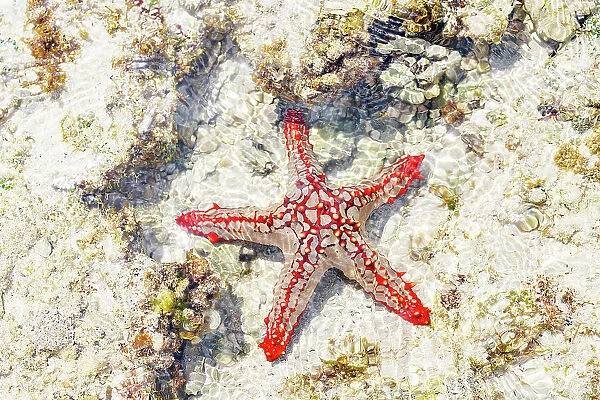 Close up of starfish on coral reef, Zanzibar, Tanzania, East Africa, Africa