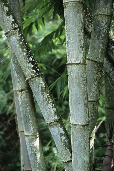 Close up of stems