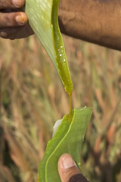 Close up of a torn aloe vera leaf with juice running out