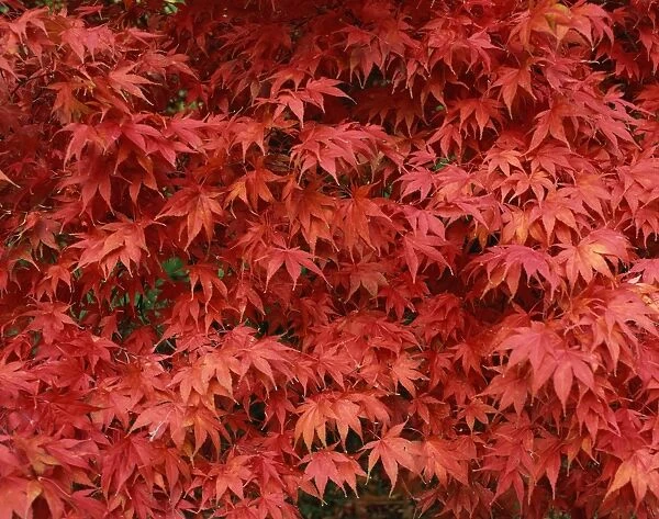 Close-up of Acer tree foliage in autumn