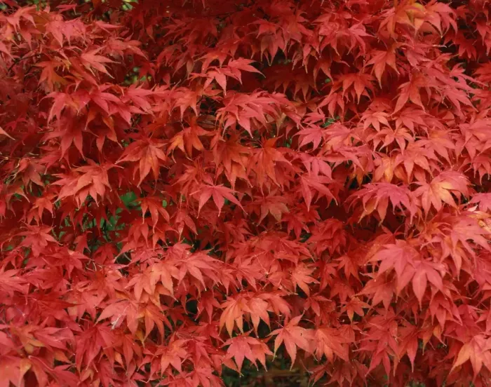 Framed Print : Close-up of Acer tree foliage in autumn Framed Print : Close-up of Acer tree foliage in autumn