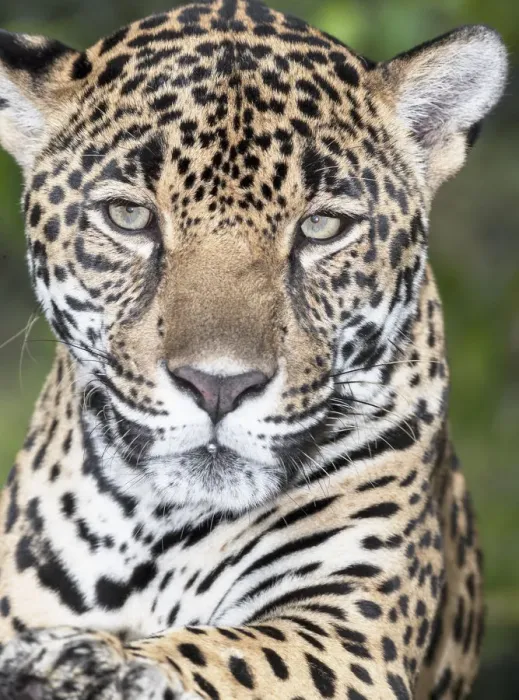 Framed Print : Close-up of an adult male Jaguar (Panthera onca), Costa Rica, Central America Framed Print : Close-up of an adult male Jaguar (Panthera onca), Costa Rica, Central America