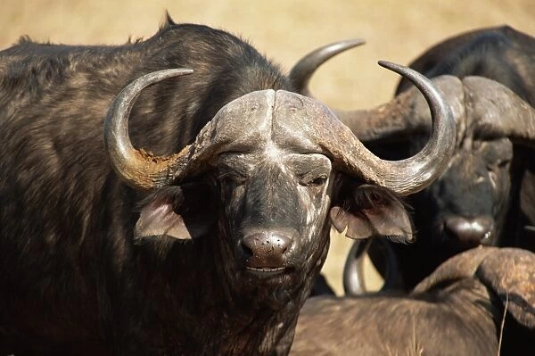 Close-up of African buffalo (Cyncerus caffer)