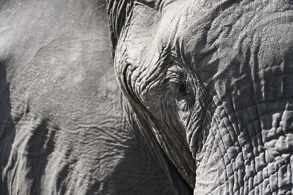 Close-up of an African elephant (Loxodonta africana), Khwai Concession, Okavango Delta