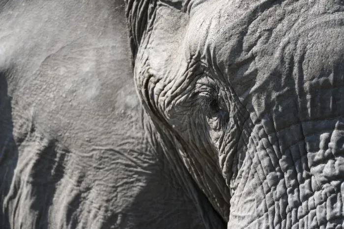 Framed Print : Close-up of an African elephant (Loxodonta africana), Khwai Concession, Okavango Delta Framed Print : Close-up of an African elephant (Loxodonta africana), Khwai Concession, Okavango Delta