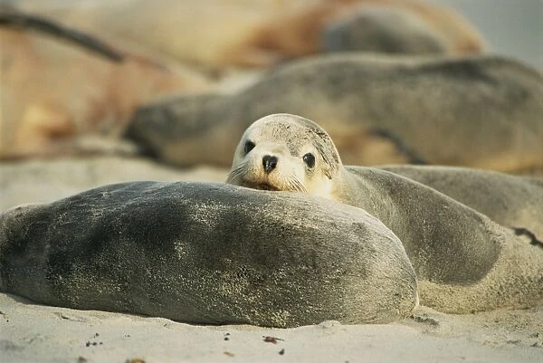 Close-up of an Australian sea lion, Seal Bay Conservation Park, Kangaroo Island