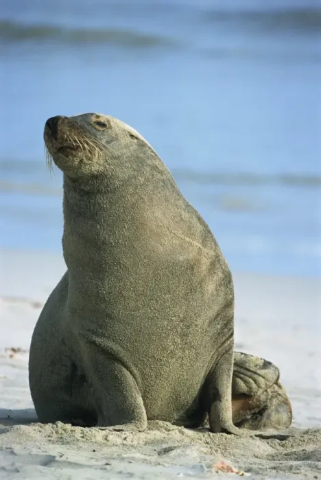 Framed Print : Close-up of an Australian sea lion, Seal Bay Conservation Park, Kangaroo Island Framed Print : Close-up of an Australian sea lion, Seal Bay Conservation Park, Kangaroo Island