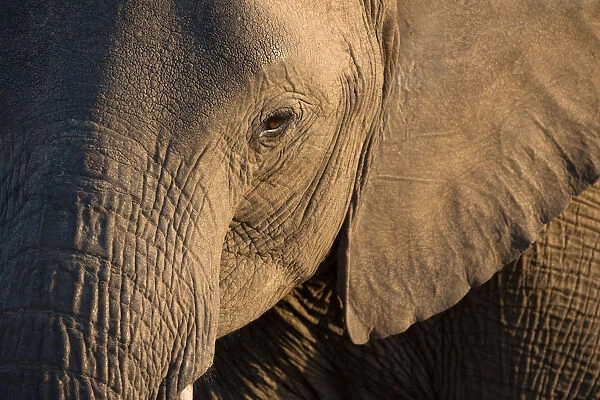 Close-up of baby African Elephant (Loxodonta africana), Kruger National Park, South-Africa