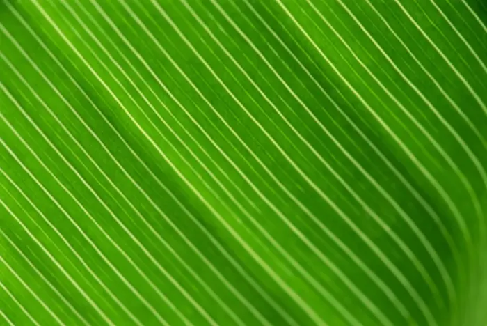 Framed Print : Close-up of a banana leaf Framed Print : Close-up of a banana leaf