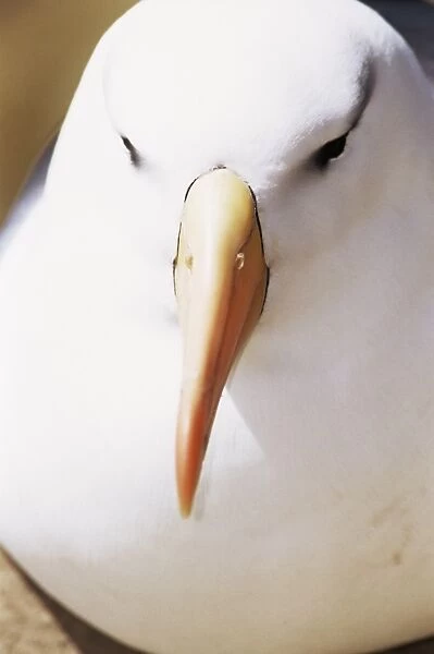 Close-up of black-browed albatross head (Thalassarche melanophris), Saunders Island