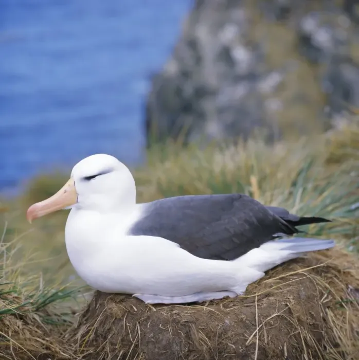 Framed Print : Close-up of a Black-browed Albatross on nest, Falkland Islands, South Atlantic Framed Print : Close-up of a Black-browed Albatross on nest, Falkland Islands, South Atlantic
