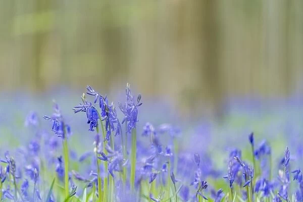 Close-up of bluebell flowers, Halle, Flemish Brabant province, Flemish region, Belgium