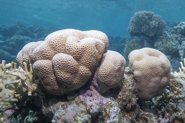 Close-up of brain coral (Platygyra Daedalea), Ras Mohammed National Park, off Sharm el Sheikh, Sinai, Egypt, Red Sea, Egypt, North Africa, Africa