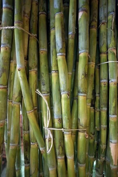 Close-up of bundles of sugar cane in Mexico