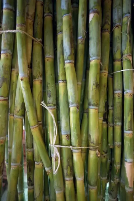 Framed Print : Close-up of bundles of sugar cane in Mexico Framed Print : Close-up of bundles of sugar cane in Mexico