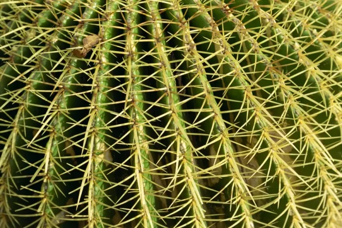 Framed Print : Close-up of cactus spines Framed Print : Close-up of cactus spines