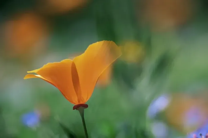 Framed Print : Close-up of a California poppy
