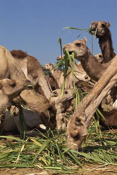 Close-up of camels eating fodder at the camel market at Dawra, Egypt, North Africa