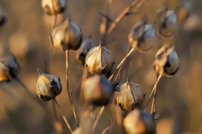 Framed Print : Close-up of the capsules containing seeds in a mature flax field, Eure-et-Loir department, Centre-Val de Loire region, France, Europe Framed Print : Close-up of the capsules containing seeds in a mature flax field, Eure-et-Loir department, Centre-Val de Loire region, France, Europe