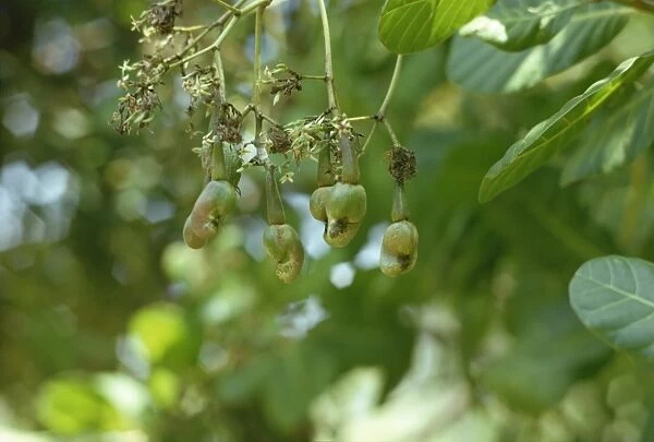 Close-up of cashew nuts on tree