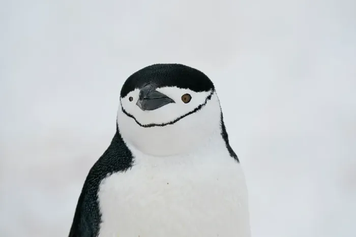 Framed Print : Close-up of Chinstrap penguin (Pygoscelis antarcticus), Half Moon Island, Antarctica, Polar Regions Framed Print : Close-up of Chinstrap penguin (Pygoscelis antarcticus), Half Moon Island, Antarctica, Polar Regions