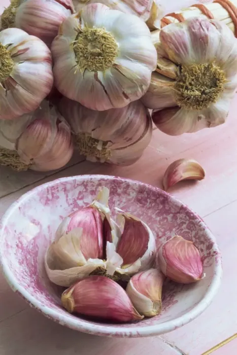 Framed Print : Close-up of cloves of garlic in a pink bowl, with a bunch of heads of garlic in the background Framed Print : Close-up of cloves of garlic in a pink bowl, with a bunch of heads of garlic in the background