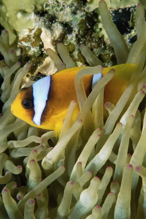 Framed Print : Close-up of clown fish and sea anemones, off Sharm el-Sheikh, Sinai, Red Sea Framed Print : Close-up of clown fish and sea anemones, off Sharm el-Sheikh, Sinai, Red Sea