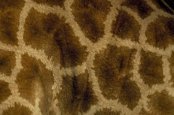 Close-up of coat pattern of giraffe (Giraffa camelopardalis)