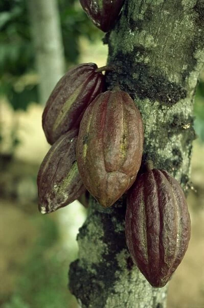 Close-up of cocoa pods on a tree in Sri Lanka