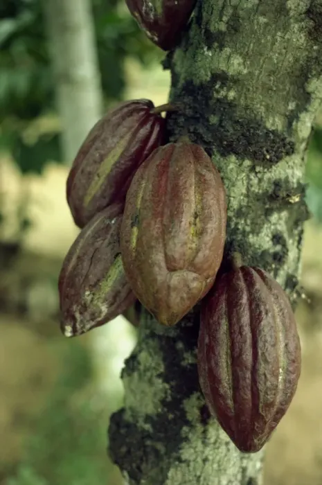Framed Print : Close-up of cocoa pods on a tree in Sri Lanka Framed Print : Close-up of cocoa pods on a tree in Sri Lanka