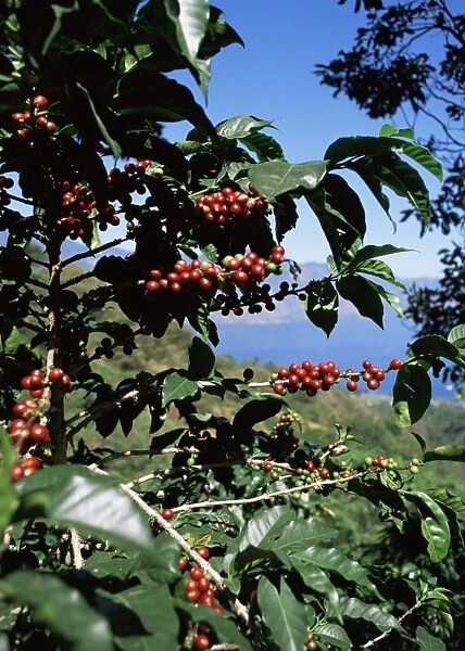 Close-up of coffee plant and beans