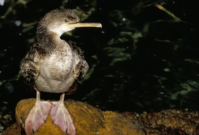 Framed Print : Close-up of a cormorant